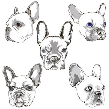 French bulldog portrait sketch hand drawing set
