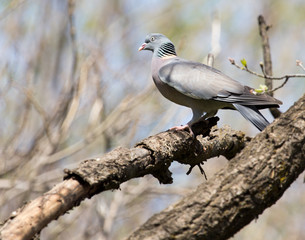 dove on the tree in nature