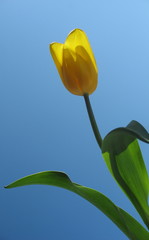 Желтый тюльпан на фоне голубого неба
