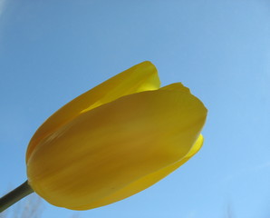 Желтый тюльпан на фоне голубого неба
