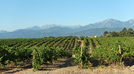 Fototapeta na wymiar Vignes de la plaine d'Aléria