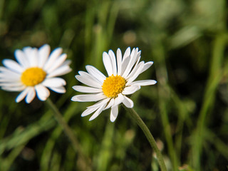 Obraz premium Daisy flower close up during summer