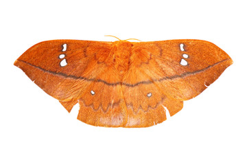 Naklejka premium night butterfly isolated on white