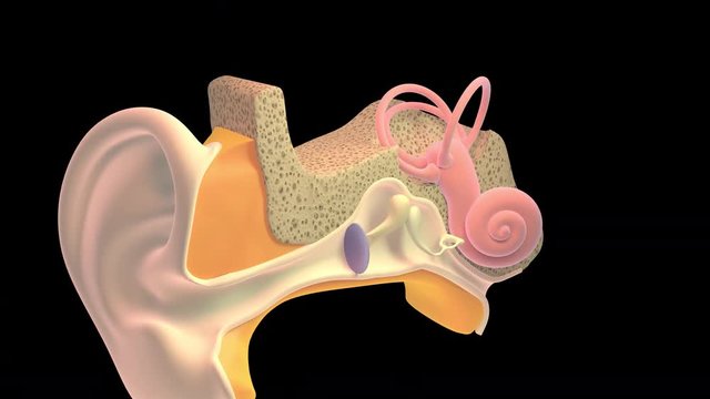 3D. Inner ear or internal ear 4K. Ultra HD. Alpha Channel. 4K Chain of ossicles and their ligaments, seen from the front in a vertical, transverse section of the tympanum