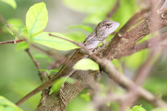 Closeup chameleon on the tree