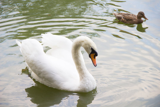 Swan and a duck swimming in the lake