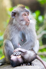 Protective Female Monkey