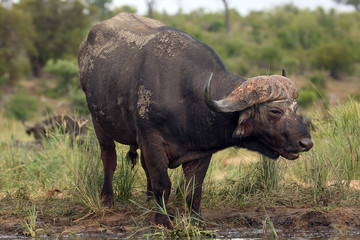 The African buffalo or Cape buffalo (Syncerus caffer) on the shore of waterholes