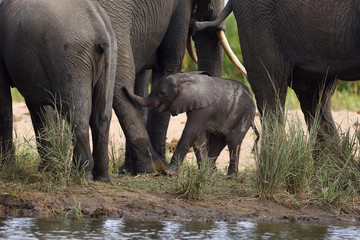The African bush elephant (Loxodonta africana) baby elephant among legsbetween his mother and aunts