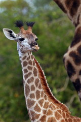 The South African giraffe or Cape giraffe (Giraffa camelopardalis giraffa), portrait of a young giraffe