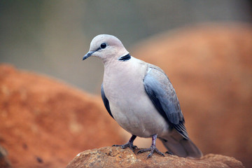 The ring-necked dove (Streptopelia capicola), also known as the Cape turtle dove