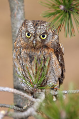 The Eurasian scops owl (Otus scops) or the European scops owl or just scops owl sitting on a branch of pine