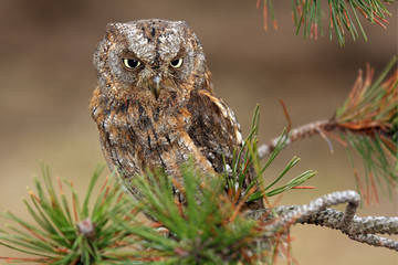 The Eurasian scops owl (Otus scops) or the European scops owl or just scops owl sitting on a branch of pine