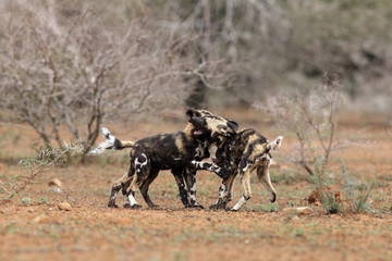 The African wild dog, African hunting dog or African painted dog (Lycaon pictus), playing puppies