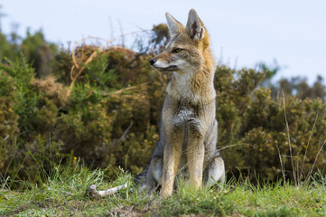 Pampas Grey fox, La Pampa, Argentina