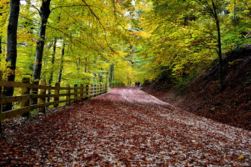 Road through forest to Poiana Brasov. Brasov is a town situated in Transylvania, Romania, in the...