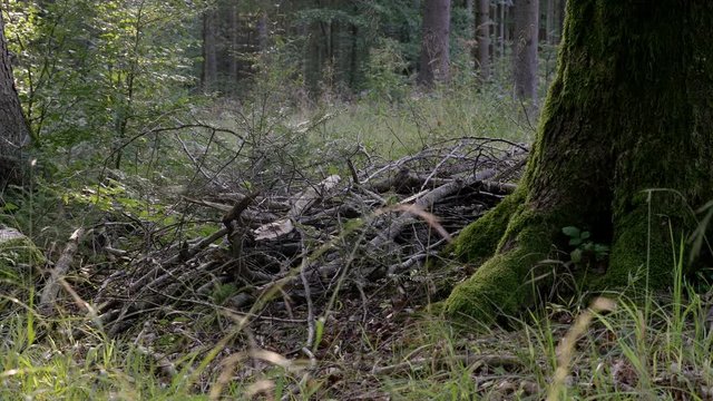 4K Forest in summer