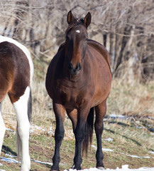 Fototapeta premium a horse in a pasture in winter