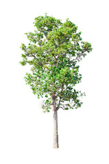 Fototapeta premium Isolated Trees on white background.