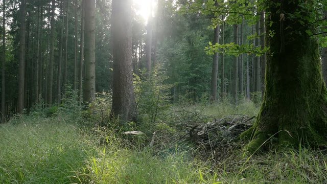 4K Forest in summer