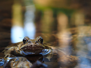 Frosch am Ufer 