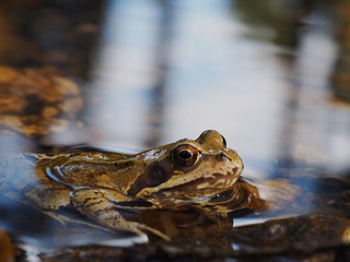 Frosch am Ufer 