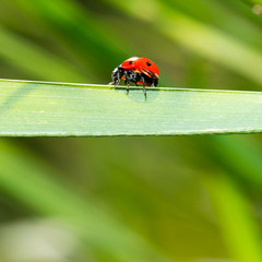 ladybug on grass macro