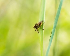 ladybug on grass macro