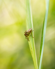 ladybug on grass macro