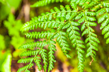 view of green plant (in summer)