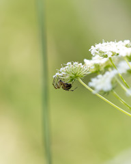 spider in the grass