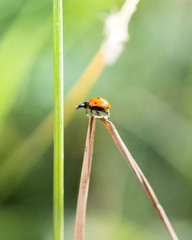 ladybug on grass macro