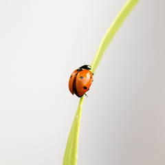 ladybug on grass macro