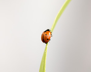 ladybug on grass macro