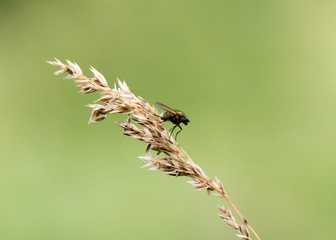 fly on the grass