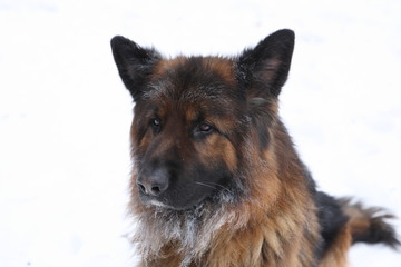 German Shepherd in the snow