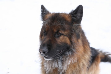 German Shepherd in the snow