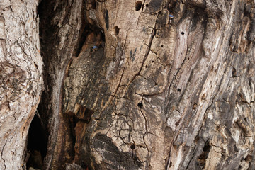 Bark for graphic background