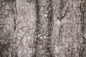 Bark for graphic background