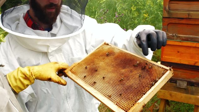 Beekeepers holding and examining beehive