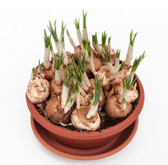 crocuses spring flowers in a pot
