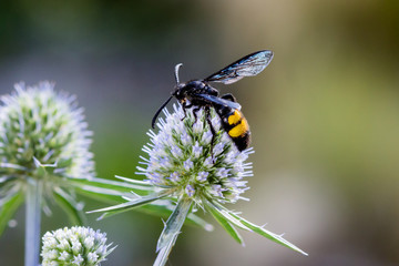 Double banded scoliid wasp