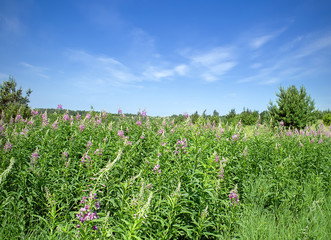 Chamerion angustifolium flowers