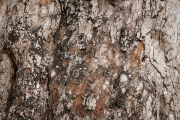 Bark for graphic background