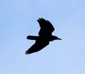 Crow on a background of blue sky