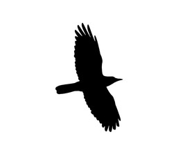silhouette of a black crow on a white background