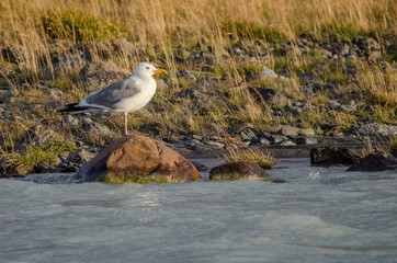 White seagull flying over the river spread wings
