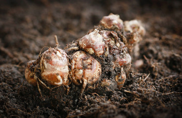 Aromatic ginger in soil