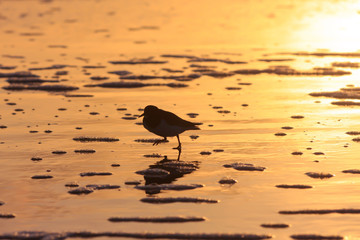 sandpiper bird on the sunset beach