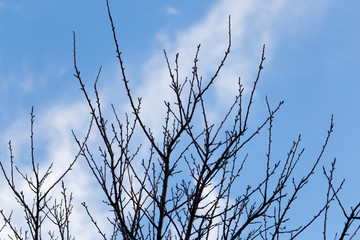 tree with bare branches at sunset